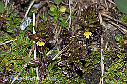 Zwerg-Augentrost (Euphrasia minima) (08.2021, F190018)