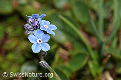 Alpen-Vergissmeinnicht (Myosotis alpestris) (F190029)