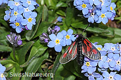 Alpen-Vergissmeinnicht (Myosotis alpestris)
