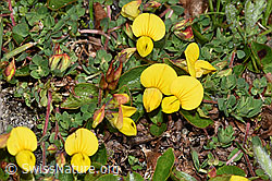 Alpen-Hornklee (Lotus alpinus) (F190049)