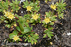 F190060: Séguiers Steinbrech (Saxifraga seguieri)
