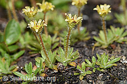 F190066: Séguiers Steinbrech (Saxifraga seguieri)