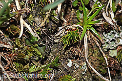 Gemeiner Gebirgsweberknecht (Mitopus morio) (F190080)