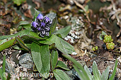 Alpen-Vergissmeinnicht (Myosotis alpestris) (F190081)