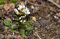 Kurzstängelige Gämskresse (Pritzelago alpina ssp. brevicaulis) (F190083)
