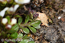 Kurzstängelige Gämskresse (Pritzelago alpina ssp. brevicaulis) (F190085)