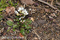 Kurzstängelige Gämskresse (Pritzelago alpina ssp. brevicaulis) (F190087)