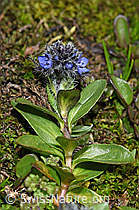 F190089: Alpen-Ehrenpreis (Veronica alpina)