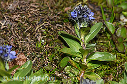 F190090: Alpen-Ehrenpreis (Veronica alpina)