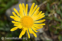 Clusius Gämswurz (Doronicum clusii) (F190115)