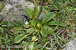 Clusius Gämswurz (Doronicum clusii) (F190117)
