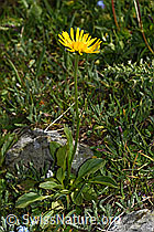 Clusius Gämswurz (Doronicum clusii) (F190119)