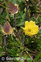 Kriechende Berg-Nelkenwurz (Geum reptans) (F190120)