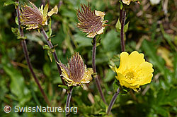 Geum reptans (06.08.2021, F190121)