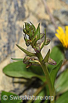 Grüne Hohlzunge (Coeloglossum viride) (F190132)