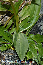 Grüne Hohlzunge (Coeloglossum viride) (F190133)