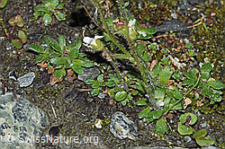 Saxifraga androsacea (06.08.2021, F190136)