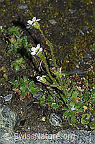 Saxifraga androsacea (06.08.2021, F190137)