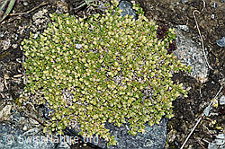 Herniaria alpina (06.08.2021, F190149)