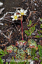 Trauben-Steinbrech (Saxifraga paniculata) (08.08.2021, F190235)