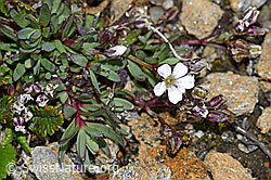 Kriechendes Gipskraut (Gypsophila repens) (F190241)