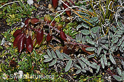 F190243: Alpen-Spitzkiel (Oxytropis campestris)