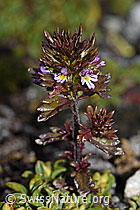 Zwerg-Augentrost (Euphrasia minima) (08.08.2021, F190245)