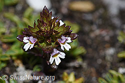 Zwerg-Augentrost (Euphrasia minima) (08.08.2021, F190251)