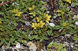 Photo: Salix serpillifolia