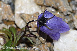 Niedliche Glockenblume (Campanula cochleariifolia) (08.08.2021, F190267)