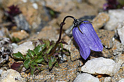 Niedliche Glockenblume (Campanula cochleariifolia) (08.08.2021, F190271)