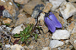 Niedliche Glockenblume (Campanula cochleariifolia) (F190273)