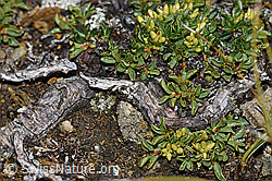 F190278: Quendelblättrige Weide (Salix serpillifolia)