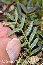 F190290: Alpen-Spitzkiel (Oxytropis campestris)
