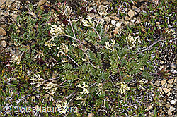 F190291: Alpen-Spitzkiel (Oxytropis campestris)