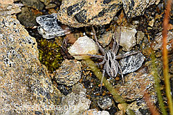 F190293: Thanatus coloradensis (Laufspinne)