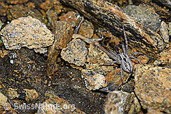 Thanatus coloradensis (Laufspinne) (F190295) Thanatus coloradensis (Laufspinne) (F190295)