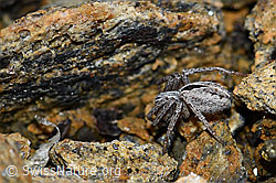 F190300: Thanatus coloradensis (Laufspinne)