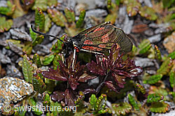 Alpen-Widderchen (Zygaena exulans) an Zwerg-Augentrost (Euphrasia minima) (F190304)