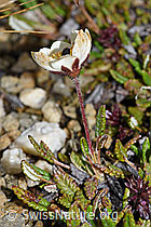 Silberwurz (Dryas octopetala) (08.08.2021, F190307)