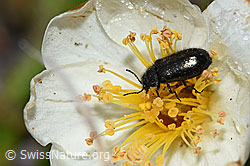 Silberwurz (Dryas octopetala)