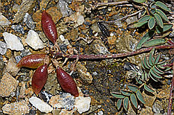 F190314: Alpen-Spitzkiel (Oxytropis campestris)