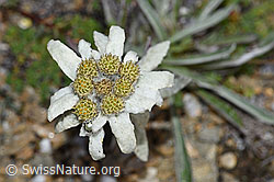 Edelweiss (Leontopodium alpinum) (08.08.2021, F190328)