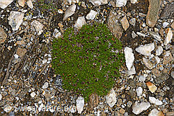 Kalk-Polsternelke (Silene acaulis) (08.08.2021, F190344)