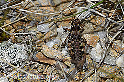 Bohemanella frigida. Nymph. (F190358)