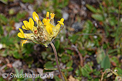 Alpen-Wundklee (Anthyllis vulneraria ssp. alpestris) (08.08.2021, F190385)