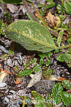 Anthyllis vulneraria ssp. alpestris (F190387) Anthyllis vulneraria ssp. alpestris (F190387)
