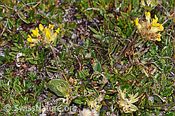 Alpen-Wundklee (Anthyllis vulneraria ssp. alpestris) (08.08.2021, F190390)
