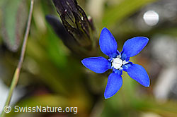 Schnee-Enzian (Gentiana nivalis) (08.08.2021, F190397)
