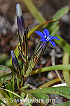 F190400: Schnee-Enzian (Gentiana nivalis)